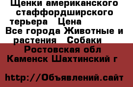 Щенки американского стаффордширского терьера › Цена ­ 20 000 - Все города Животные и растения » Собаки   . Ростовская обл.,Каменск-Шахтинский г.